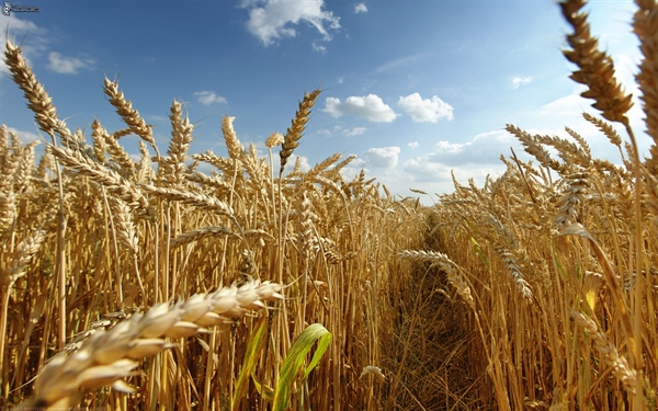 La filiera grano duro-pasta punta sulla premialità per promuovere l’approvvigionamento di grano duro italiano di qualità e per rilanciare i contratti di filiera